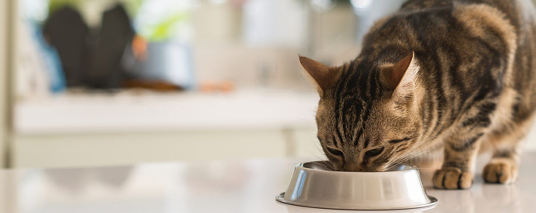 ペットシッターおうち日和