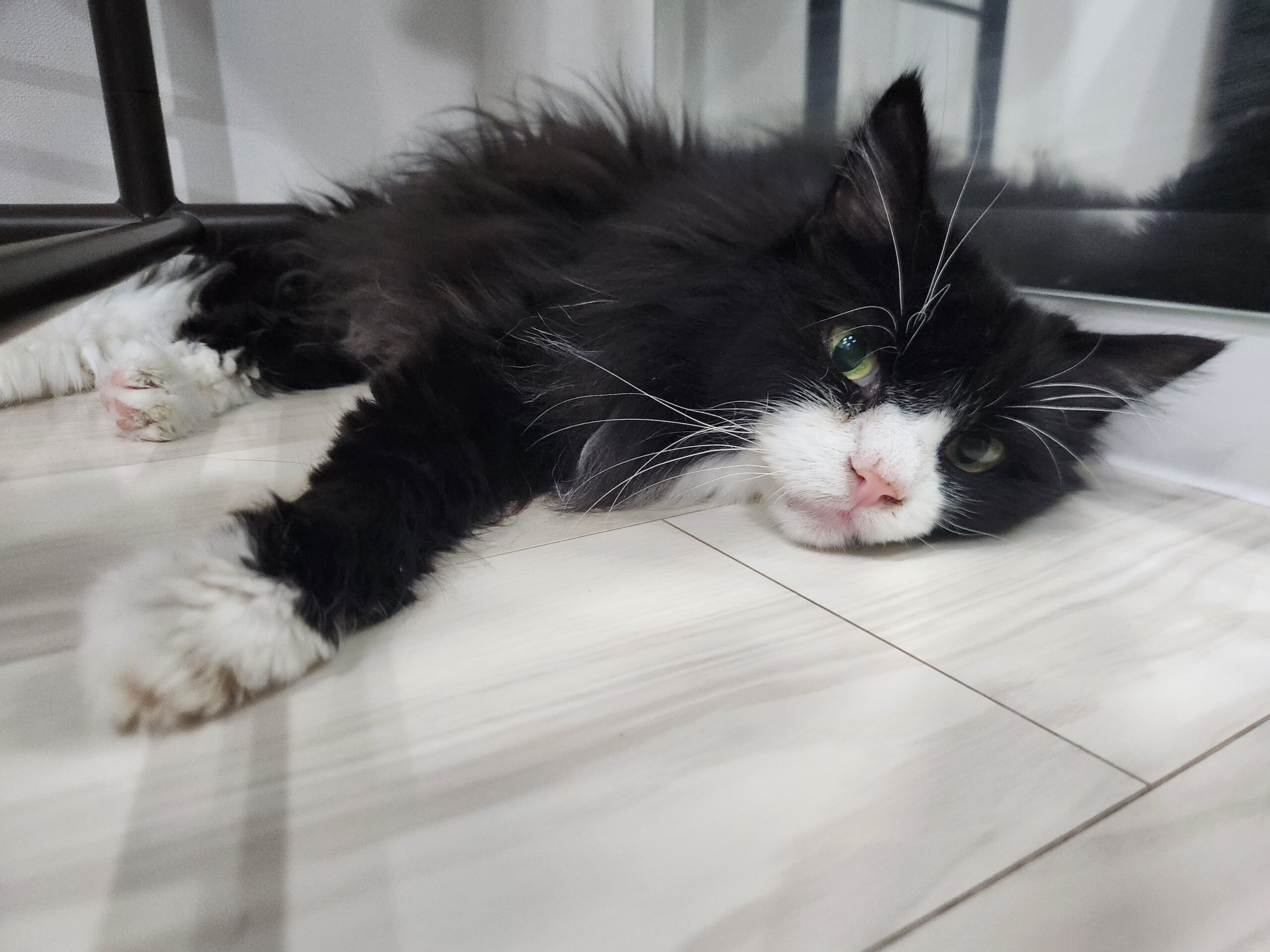 ペットシッターはっちのしっぽ