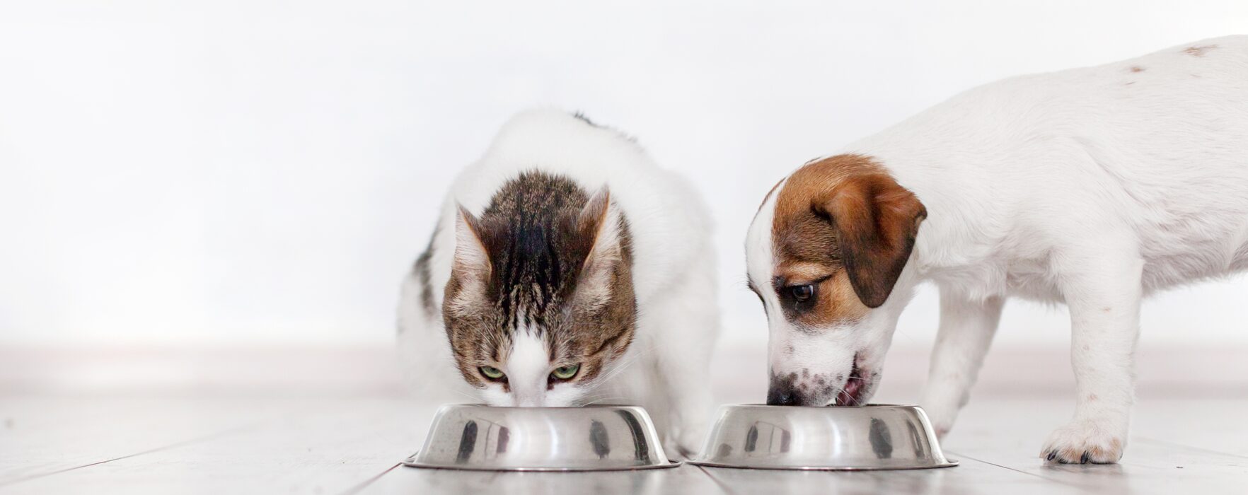 ペットシッターはぴねす