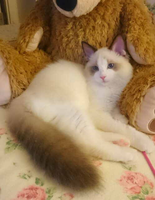 ラグドールキャッテリー1