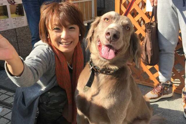 京都市 伏見区 キジトラの猫ちゃん