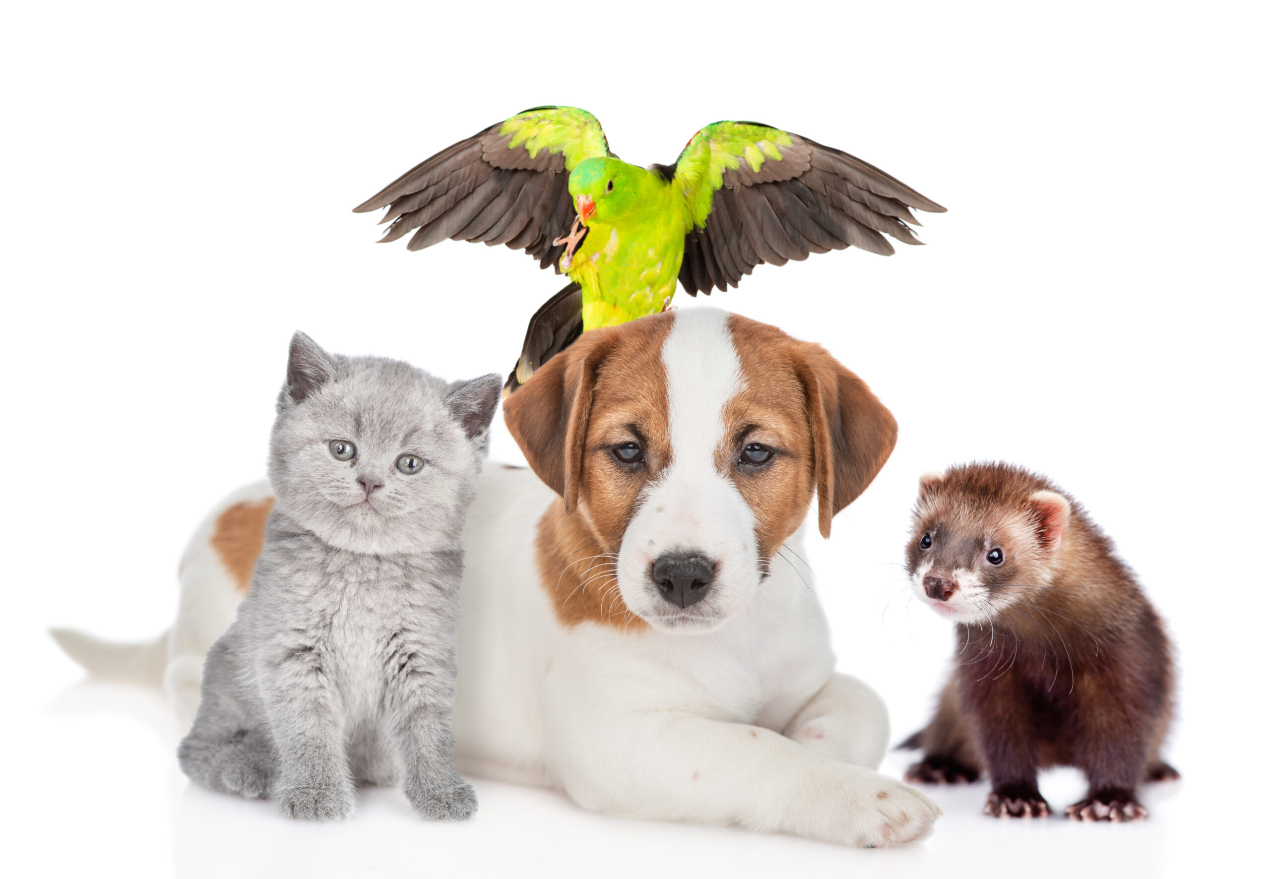 ペットシッターAnimaroom