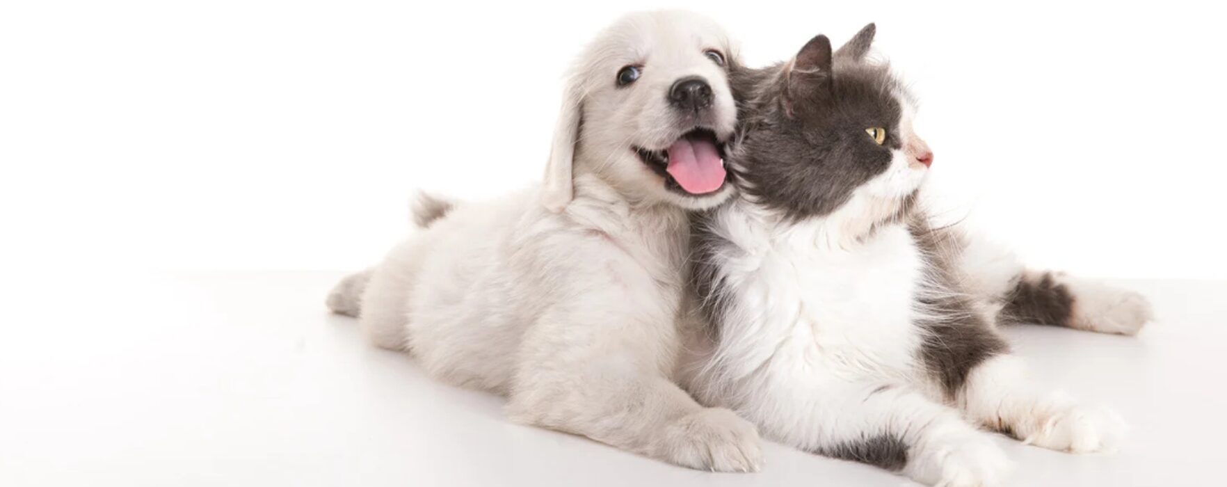 ペットシッターAnimaRoom