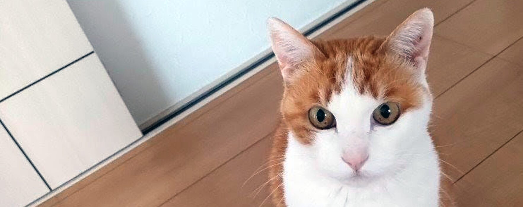 キャットシッターベル