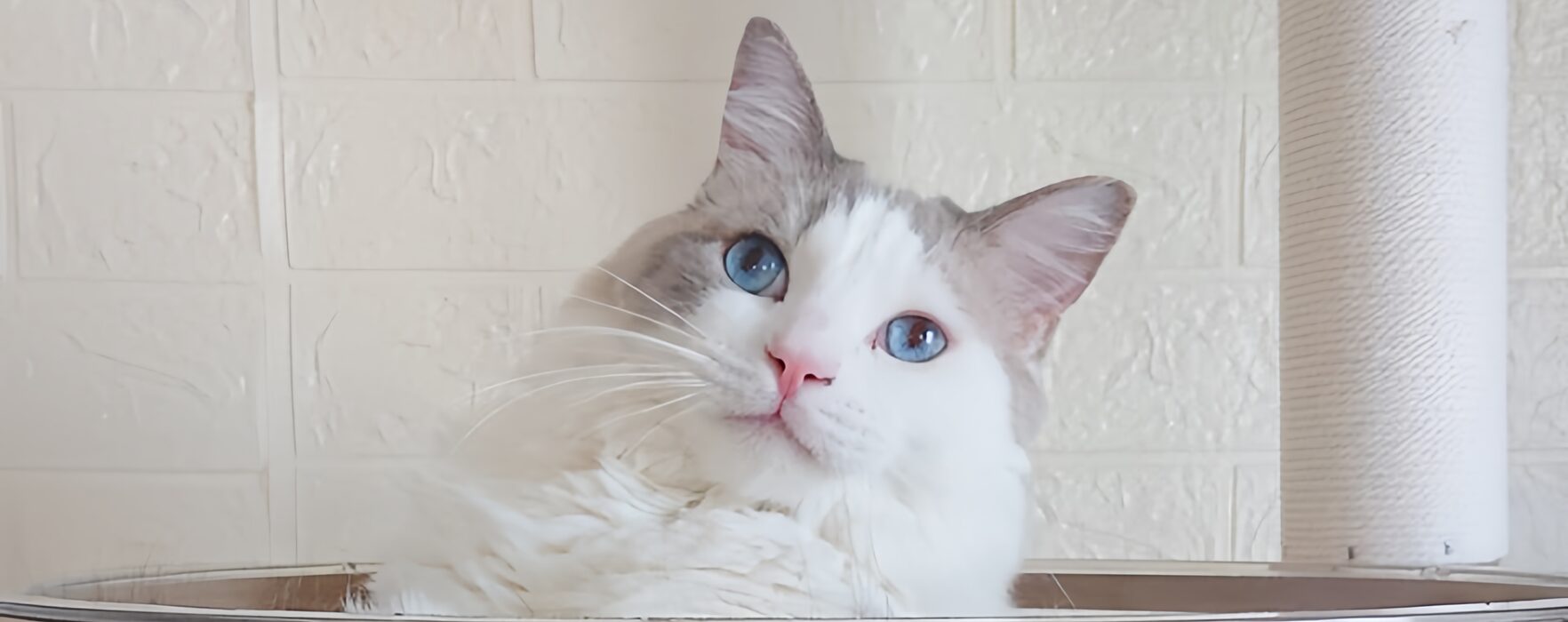 ペットシッター ・ ペットホテル ・ キャッテリー chat concierge