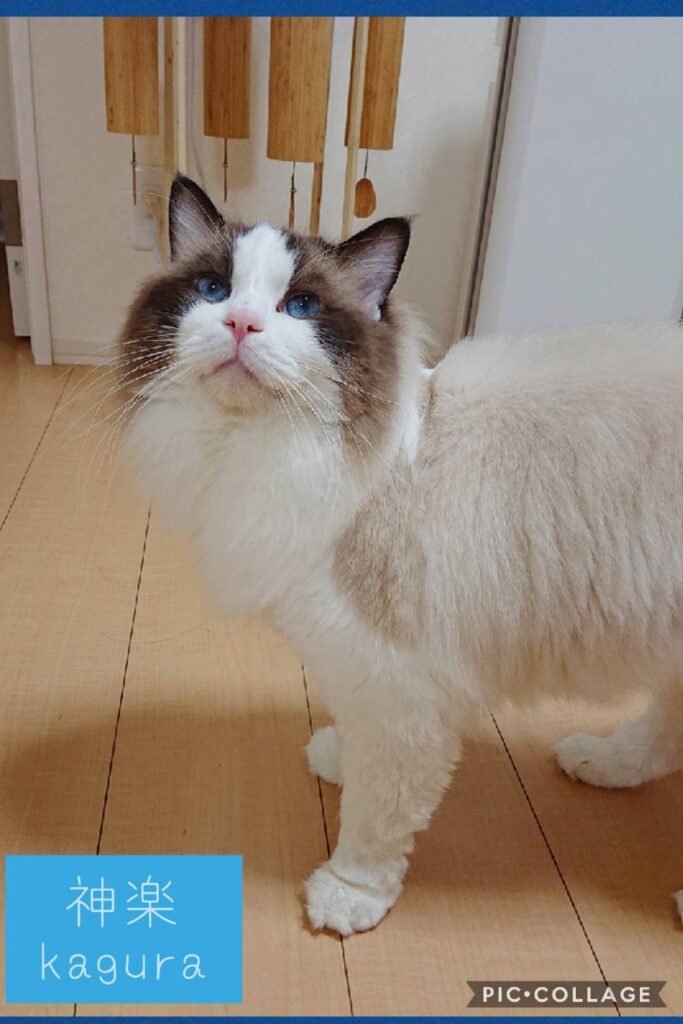 ラグドールキャッテリー2