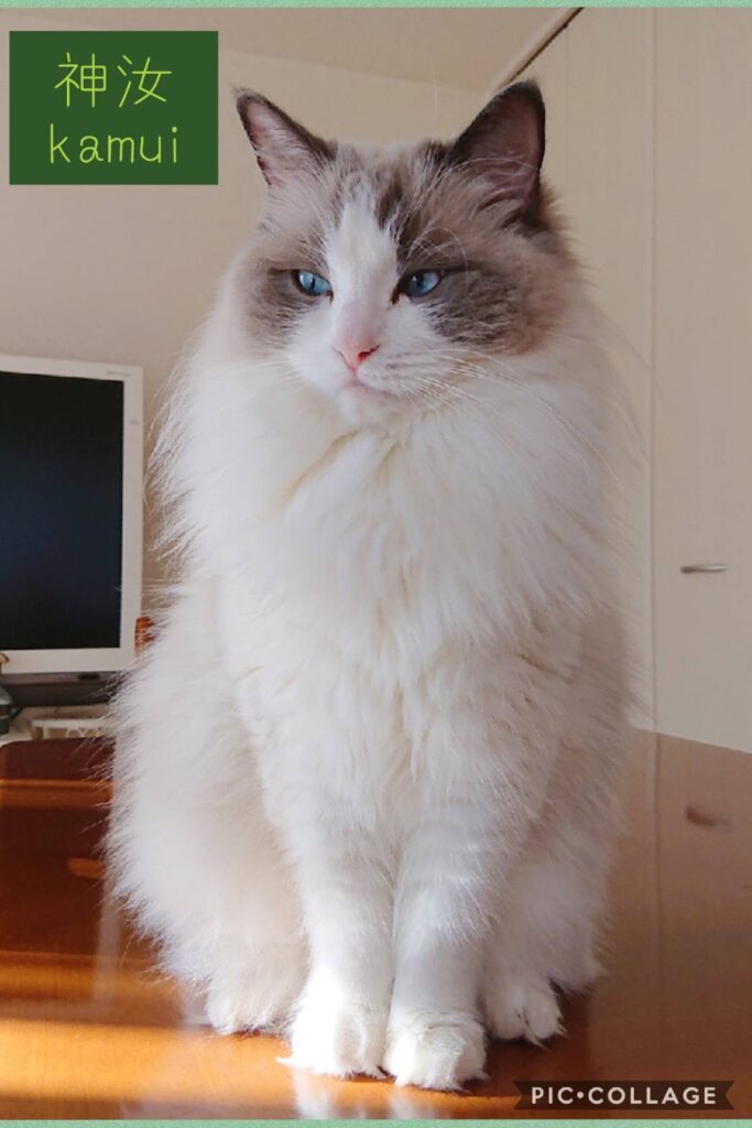 ラグドールキャッテリー4