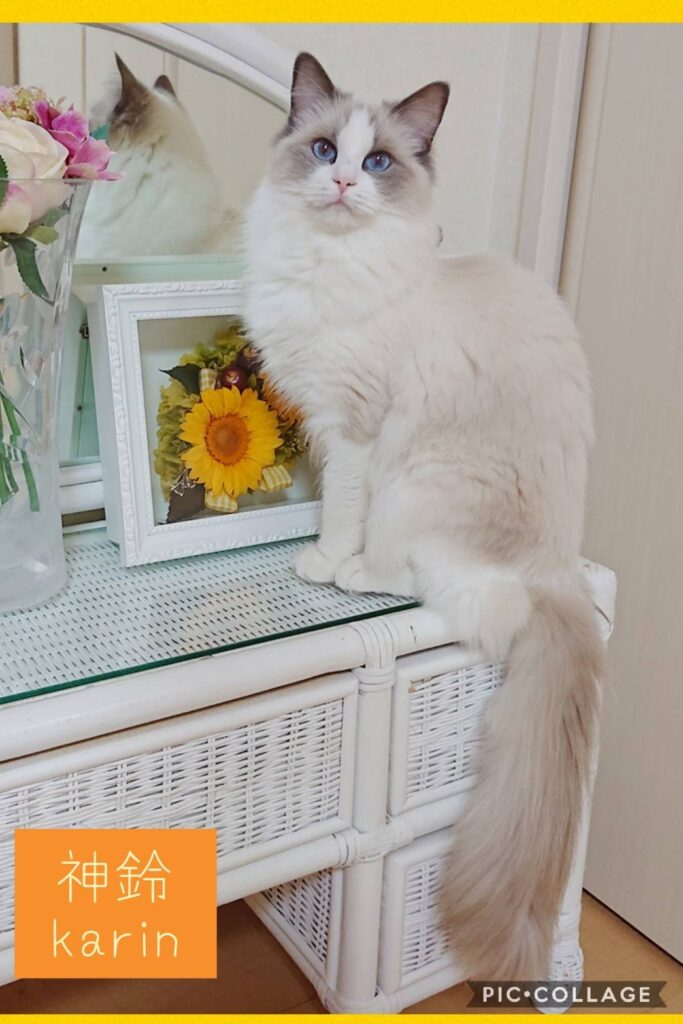 ラグドールキャッテリー3