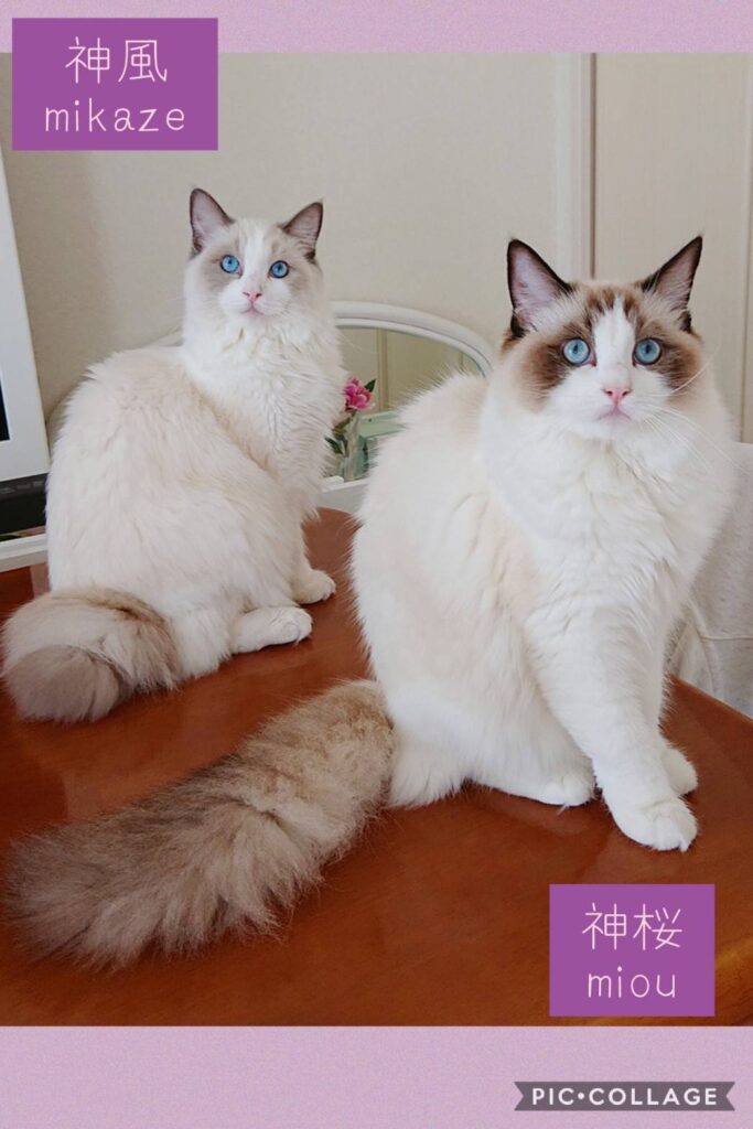 ラグドールキャッテリー5