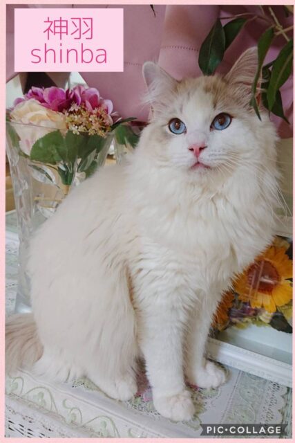 ラグドールキャッテリー6