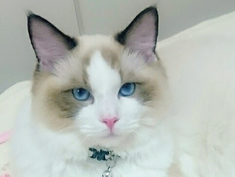 chat concierge とは？