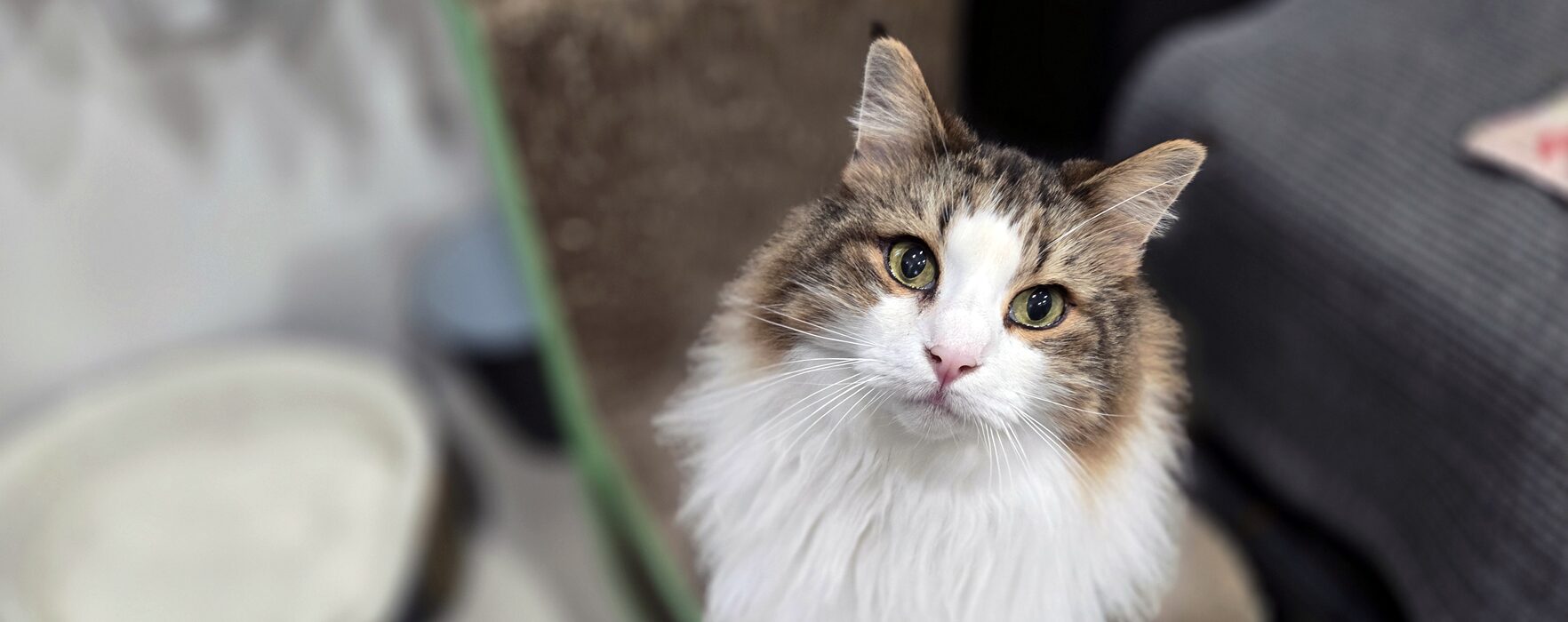 ペットシッターはっちのしっぽ