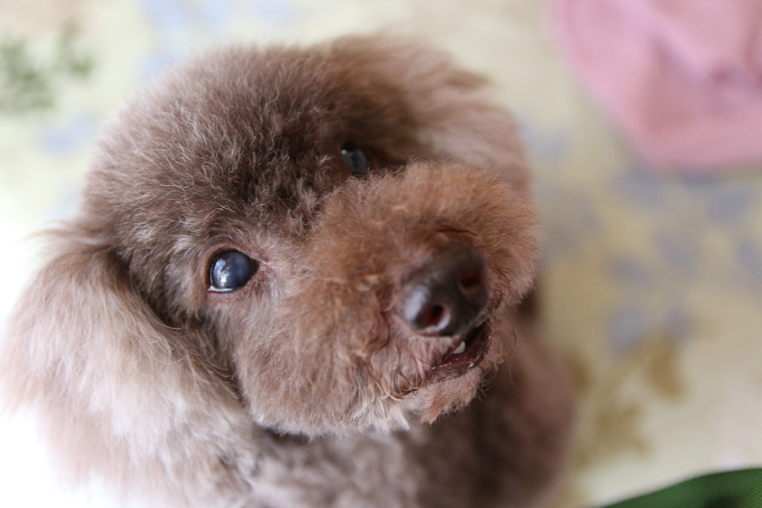 ペットシッターこはるびより