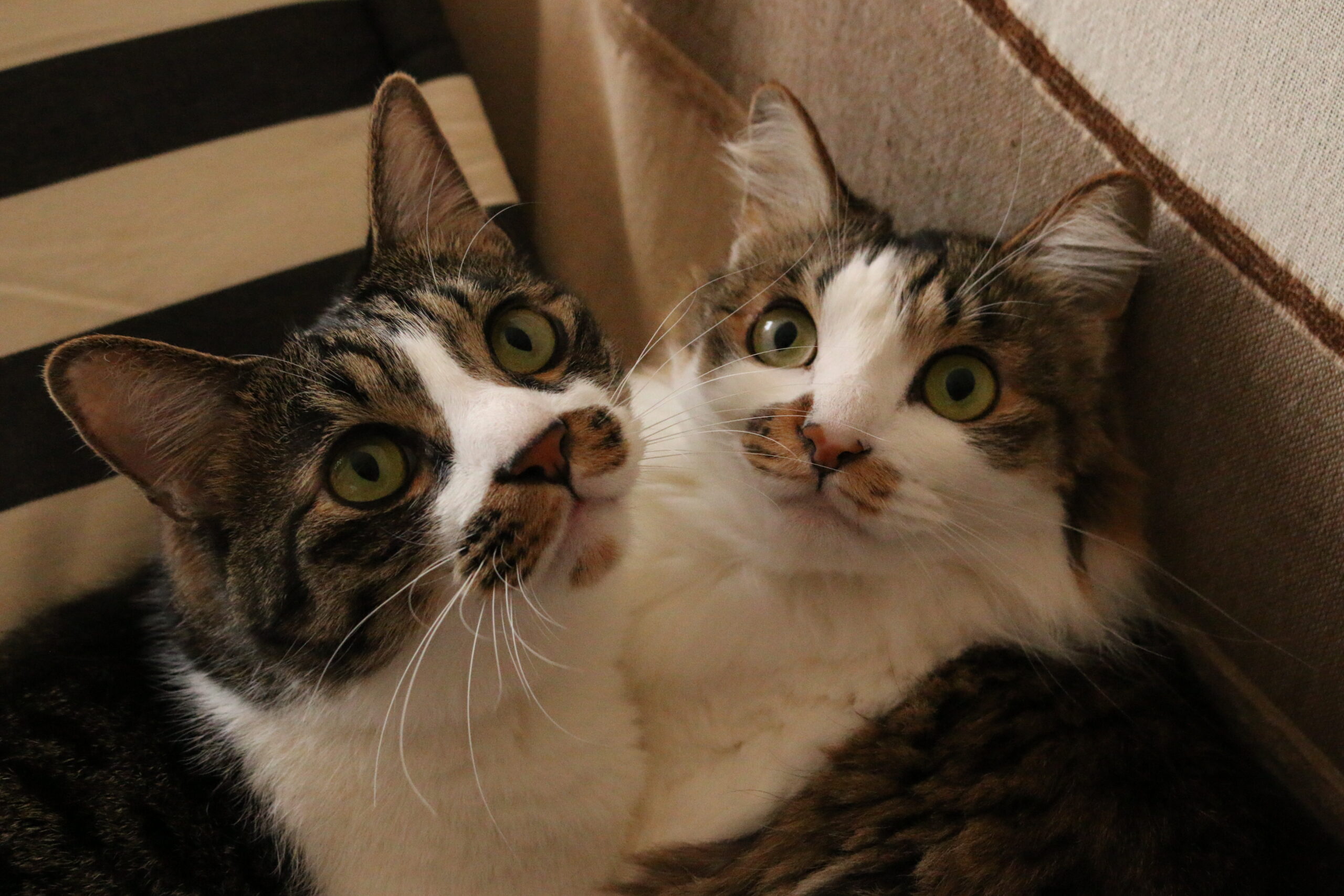 ペットシッターこはるびよりについて