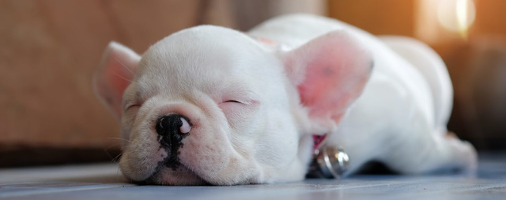 豆福ペットシッターサービス