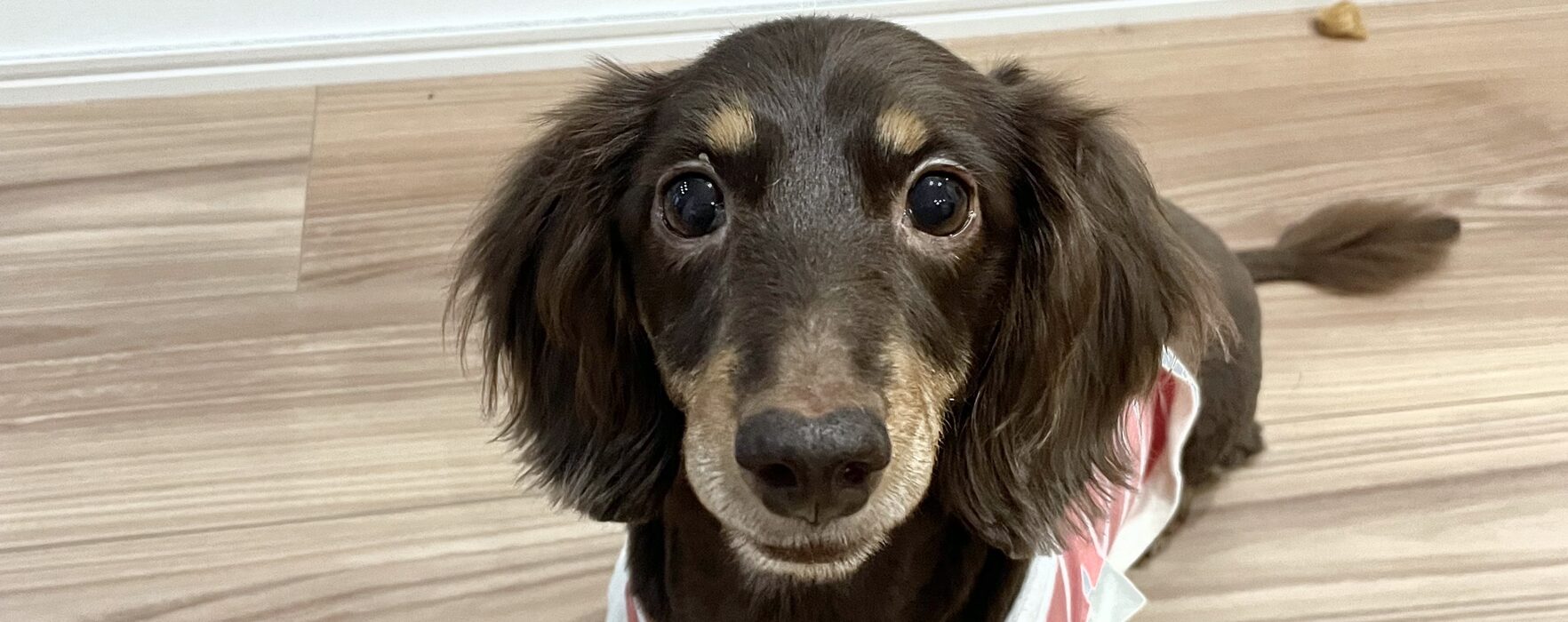 ペットシッターみっきー