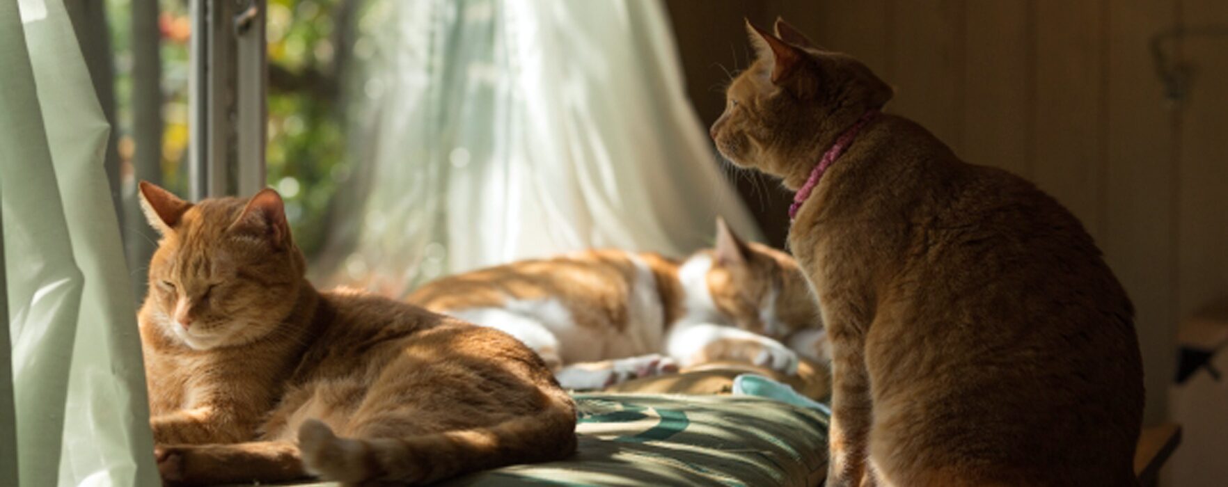 キャットシッター・モジョ