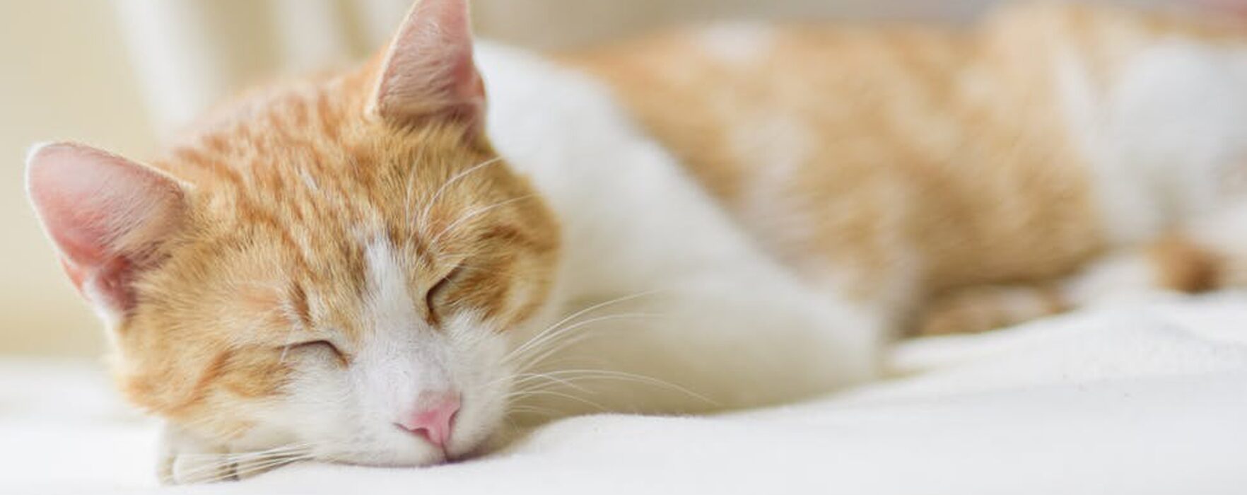 キャットシッターnear