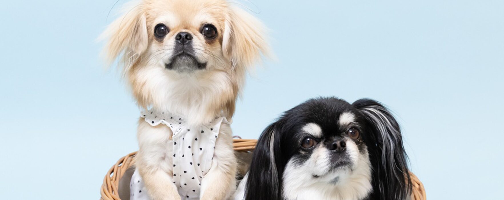 ペットシッターpatria