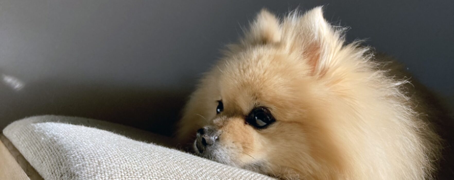 ペットシッターぺろさの