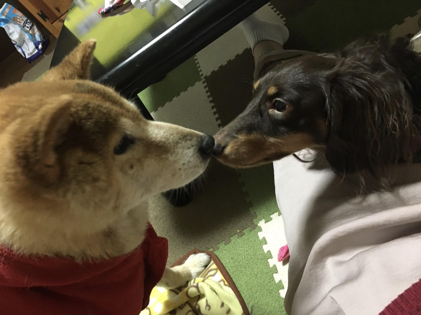 ペットホテルみっきー