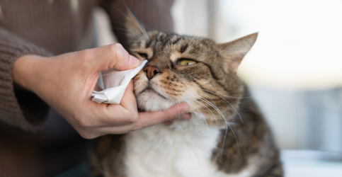 ペットシッター顔拭き