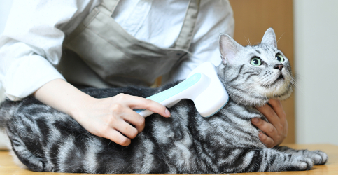 ペットシッターグルーミング