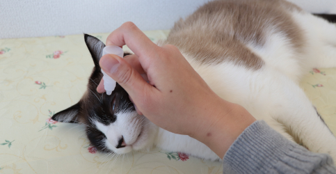 ペットホテル目薬