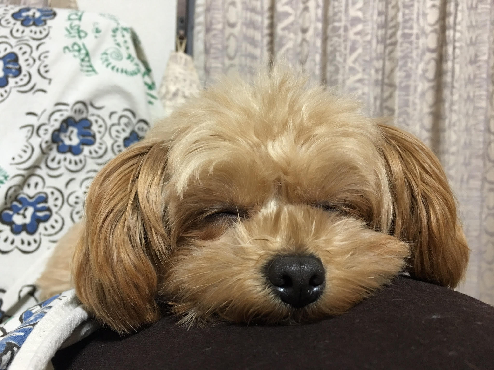 ペットシッターみっきー