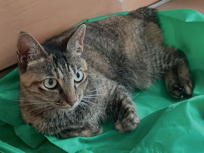 ペットシッター看板猫だいず