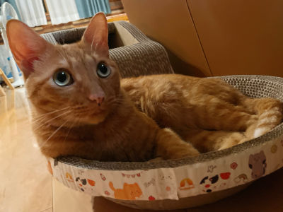 ペットシッター看板猫きなこ