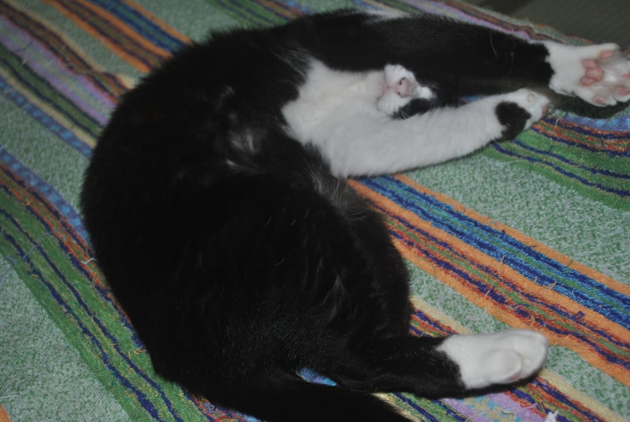 のん太郎ハウス