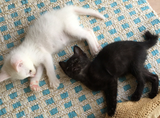 猫専門ペットシッターとは