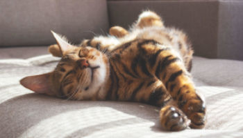 ペットシッターショートコース