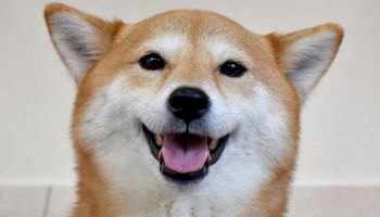 ペットシッター通常コース