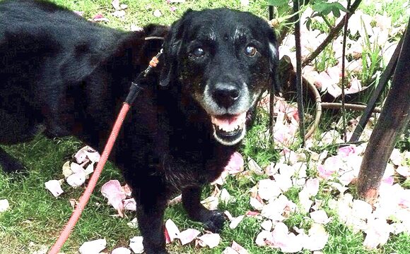 ドッグホテル レトノワ