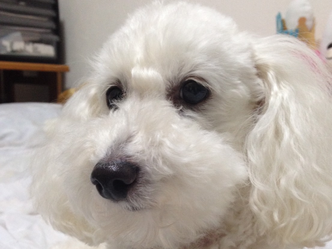 ペットシッター