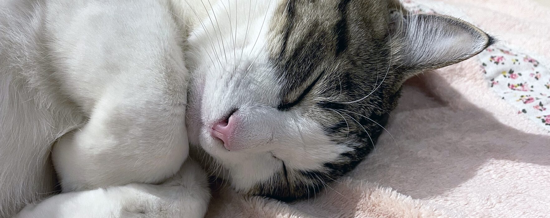 ペットシッターたんぽぽ