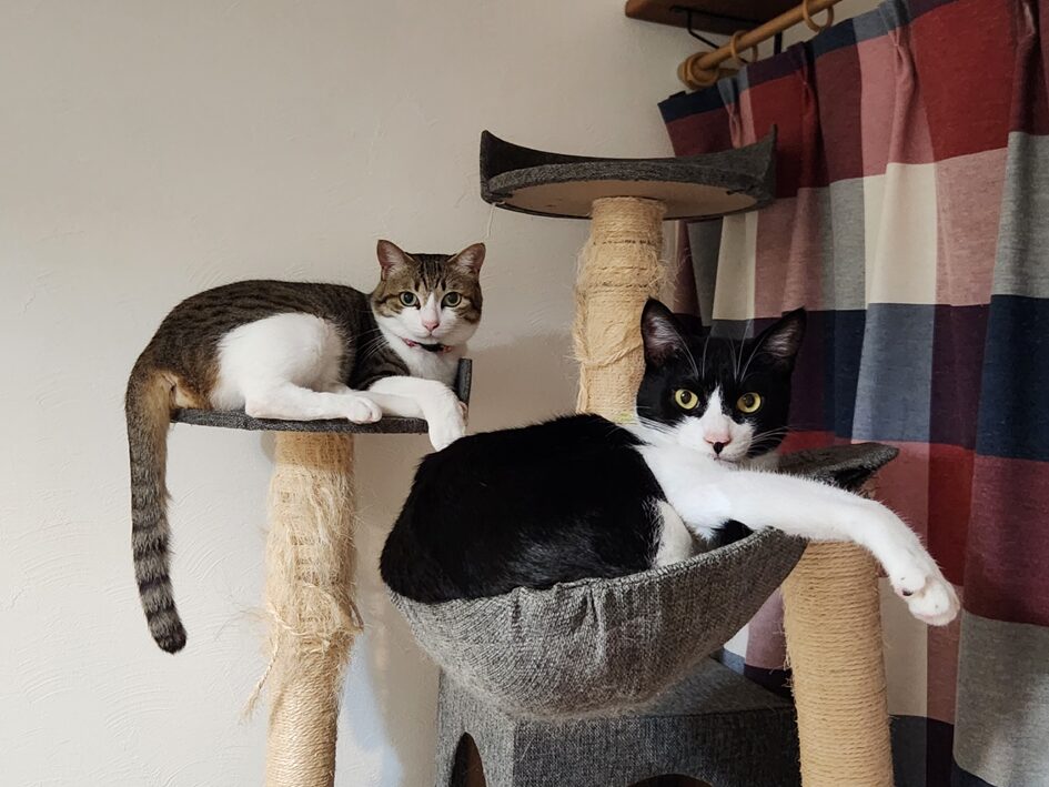 はっちのしっぽについて