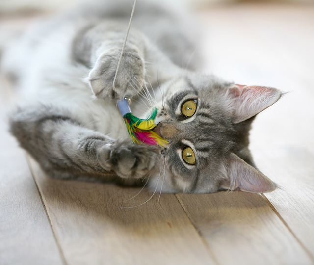 キャットシッター遊び