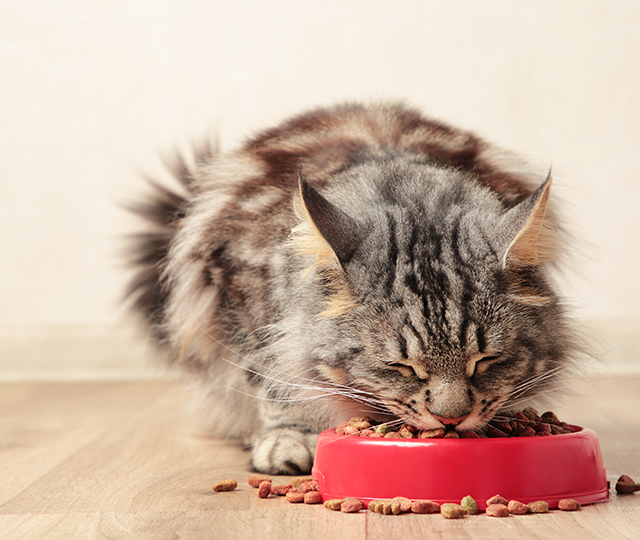キャットシッターご飯