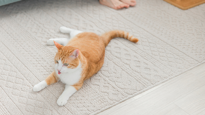 キャットシッターとは