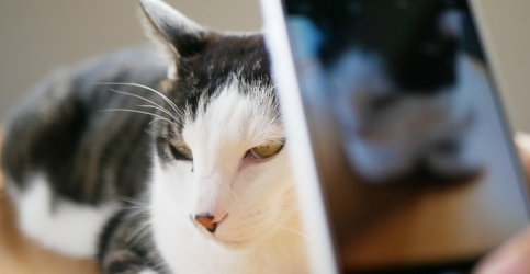 猫のお世話メール