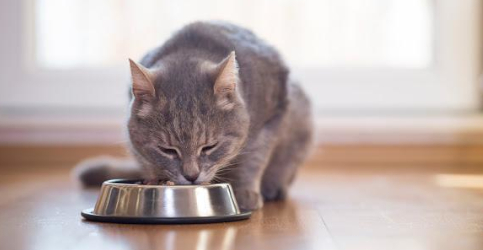 キャットシッター猫のごはん