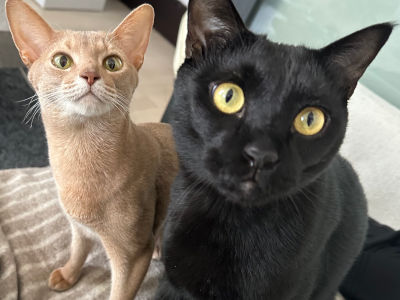 MYペットシッターのスタッフ