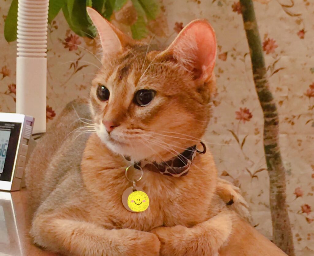 キャットシッターNEARのスタッフ3