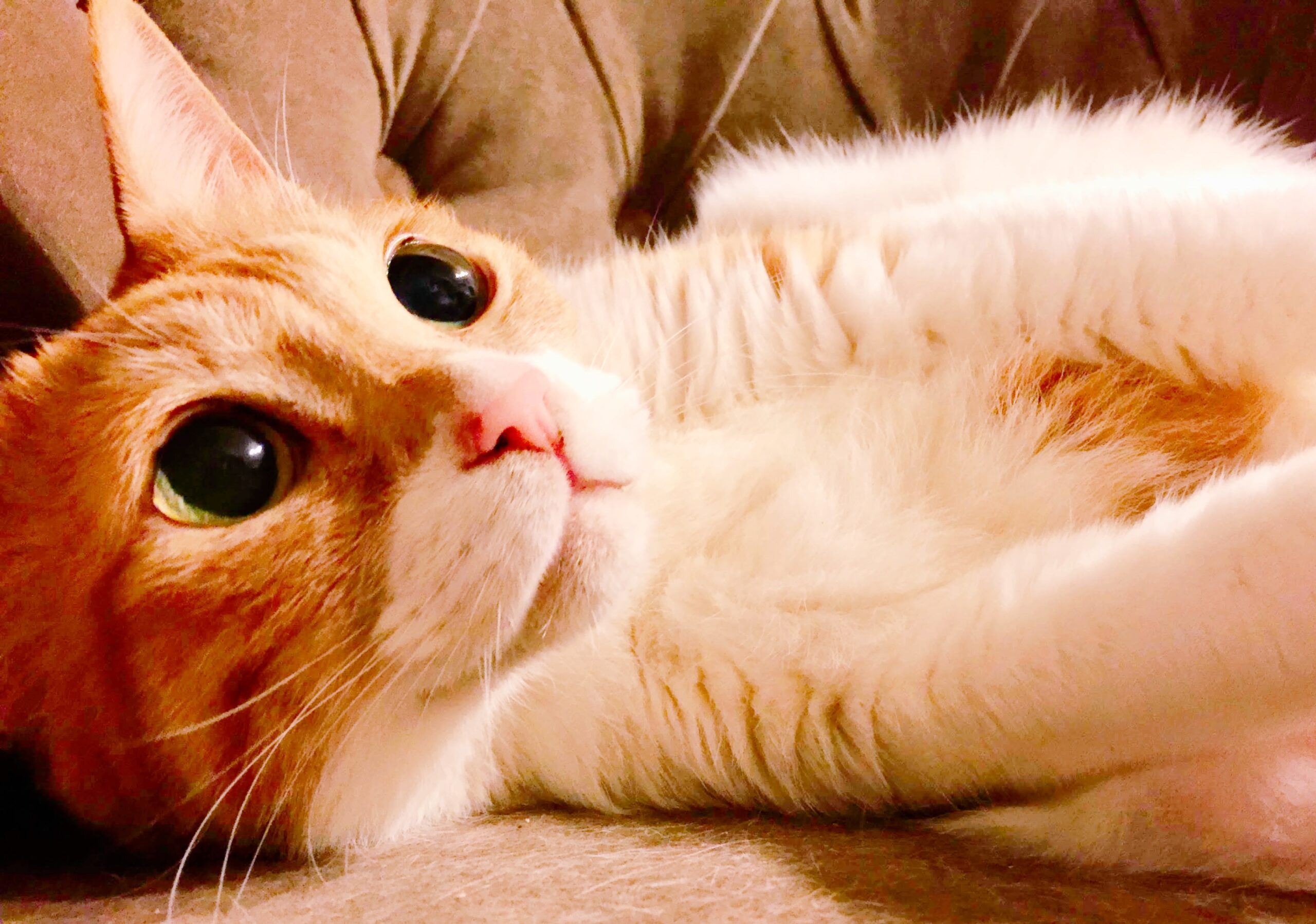 キャットシッターNEARのスタッフ4