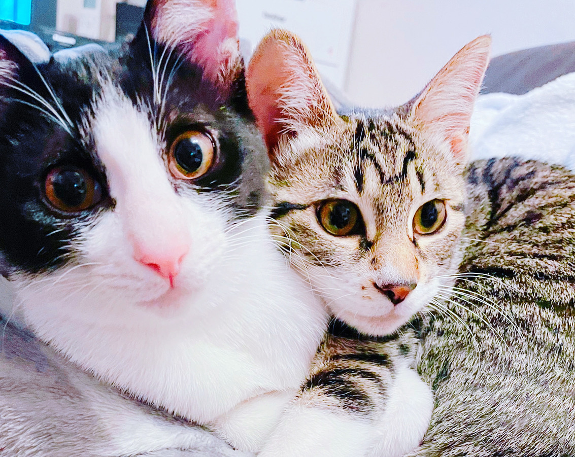 キャットシッターNEARのスタッフ5