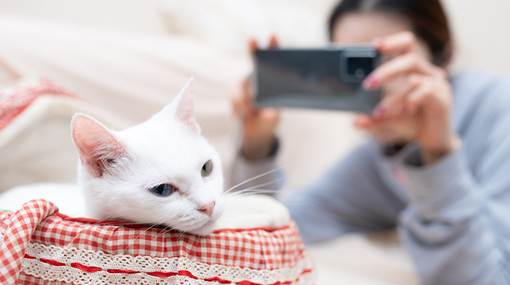 キャットシッター写真報告