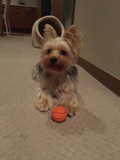 お散歩とお世話🐾